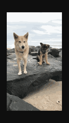 Dogs in Public Pro Plan Special badge